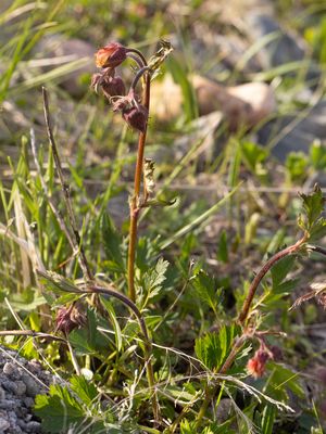 Knikkend nagelkruid / Water Avens / Geum rivale