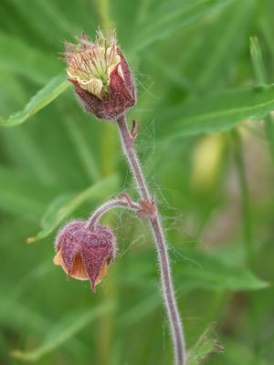 Knikkend nagelkruid / Water Avens / Geum rivale