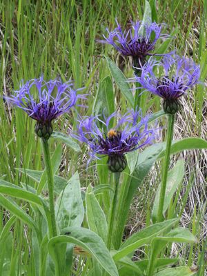 Bergcentaurie / Mountain Cornflower / Centaurea montana