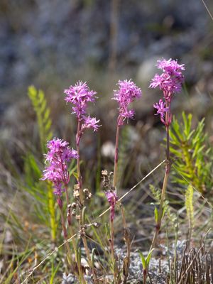 Red Alpine Catchfly / Viscaria alpina 
