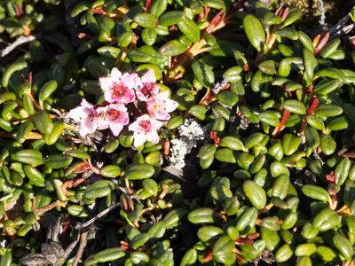 Kruipend rotsroosje / Alpine Azalea / Kalmia procumbens