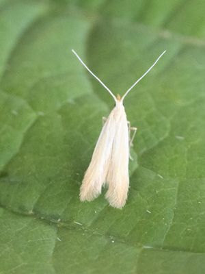 Adoornkokermot / Coleophora lineolea