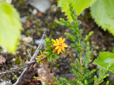 Kraaiheide / Crowberry / Empetrum nigrum