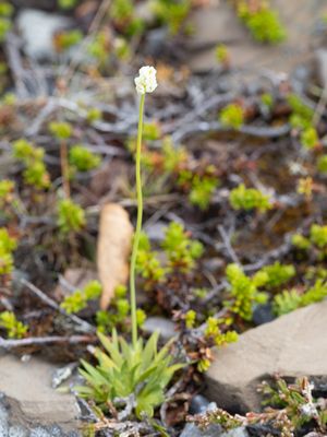 Moerasbieslelie / Scottish asphodel / Tofieldia pusilla