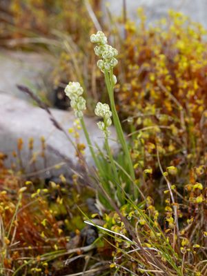 Tofieldiaceae