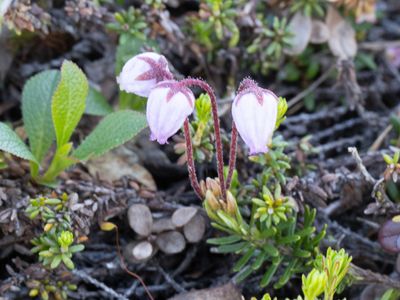 Heidefamilie / Ericaceae