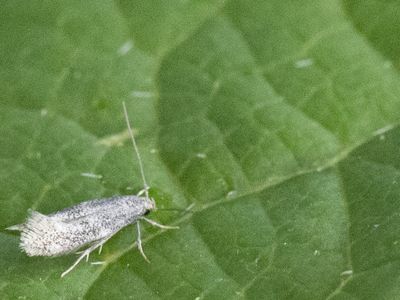 Grasmineermotten / Elachistidae