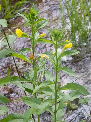Zandteunisbloem / Oenothera deflexa