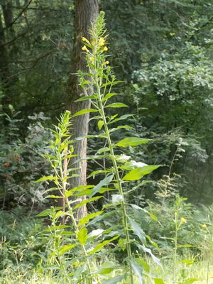 Zandteunisbloem / Oenothera deflexa