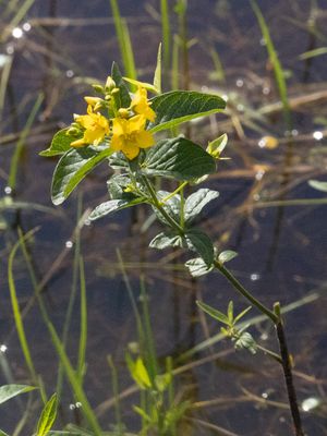Grote wederik / Yellow Loosestrife / Lysimachia vulgaris