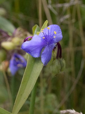 Commelinafamilie / Commelinaceae