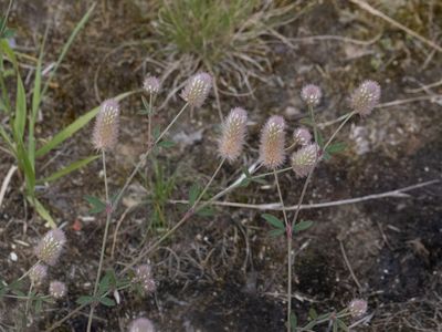 Hazenpootje / Hare's-foot Clover / Trifolium arvense