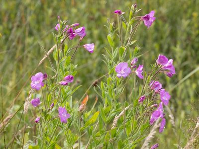 Harig wilgenroosje / Hairy Willowherb /  Epilobium hirsutum