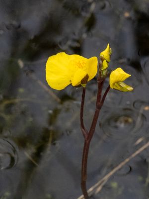 Loos blaasjeskruid / Bladderwort / Utricularia australis