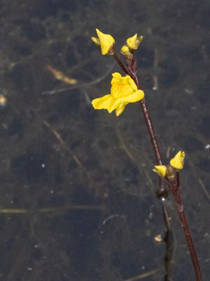 Loos blaasjeskruid / Bladderwort / Utricularia australis