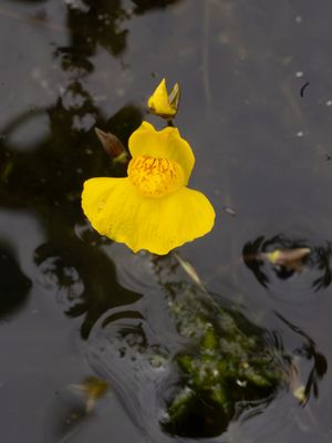 Loos blaasjeskruid / Bladderwort / Utricularia australis