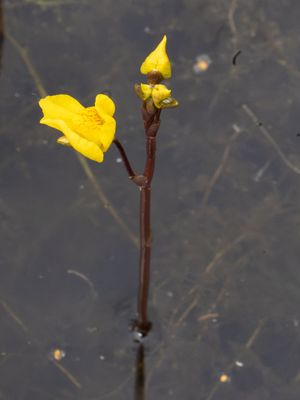 Loos blaasjeskruid / Bladderwort / Utricularia australis