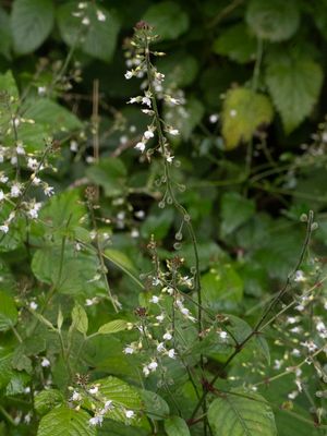 Groot heksenkruid / broad-leaved enchanter's nightshade / Circaea lutetiana