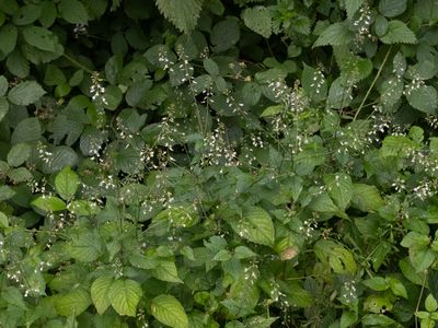 Groot heksenkruid / broad-leaved enchanter's nightshade / Circaea lutetiana