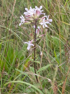 Zeepkruid / Common Soapwort / Saponaria officinalis