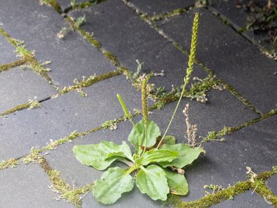 Weegbreefamilie / Plantaginaceae