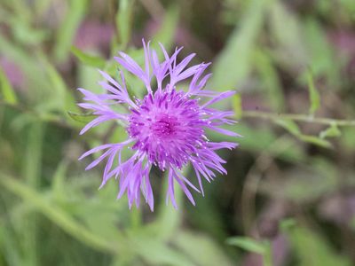 Knoopkruid / Brown Knapweed / Centaurea jacea