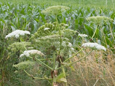 Reuzenberenklauw / Giant Hogweed / Heracleum mantegazzianum