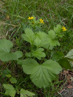 Geel nagelkruid / Wood Avens / Geum urbanum 