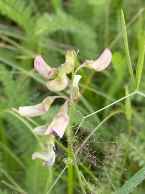 Boslathyrus / Flat Pea / Lathyrus sylvestris