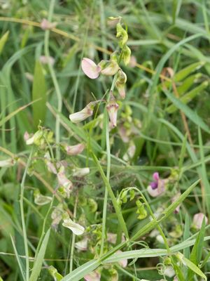 Boslathyrus / Flat Pea / Lathyrus sylvestris