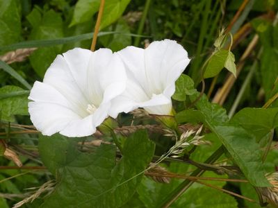 Windefamilie / Convolvulaceae