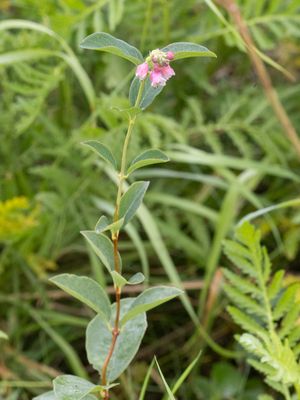 Sneeuwbes / Common Snowberry / Symphoricarpos albus
