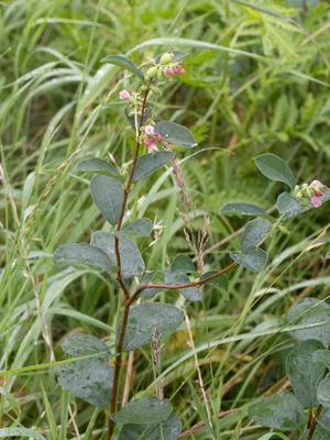 Sneeuwbes / Common Snowberry / Symphoricarpos albus