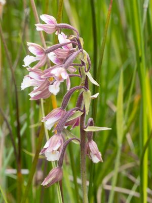 Epipactis palustris / Moeraswespenorchis / Marsh helleborine