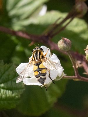 Citroenpendelvlieg / Helophilus trivittatus