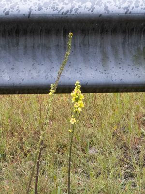 Zwarte toorts / Dark Mullein / Verbascum nigrum