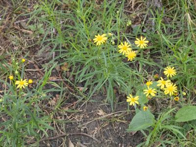 Bezemkruiskruid / Narrow-leaved Ragwort / Senecio inaequidens