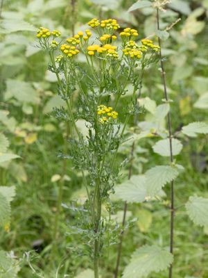 Duinkruiskruid / Jacobaea vulgaris subsp. dunensis