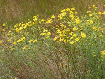 Bezemkruiskruid / Narrow-leaved Ragwort / Senecio inaequidens