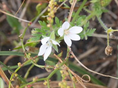 Duin reigersbek / Erodium cicutarium subsp. dunense
