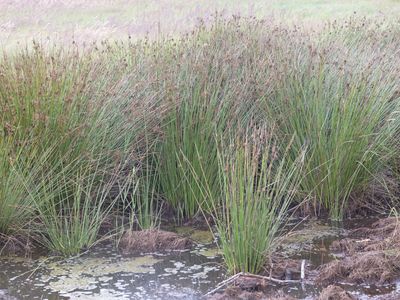 Pitrus / Common Rush / Juncus effusus