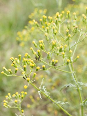 Boskruiskruid / Woodland Ragwort / Senecio sylvaticus