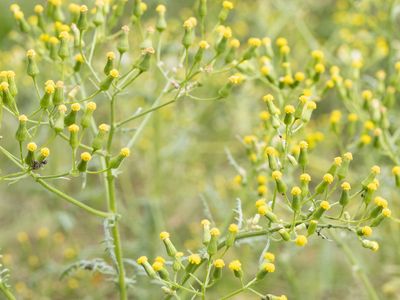 Boskruiskruid / Woodland Ragwort / Senecio sylvaticus