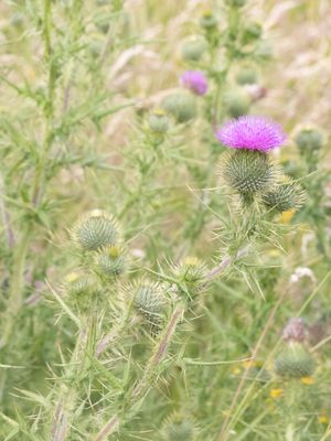 Speerdistel / Spear Thistle / Cirsium vulgare