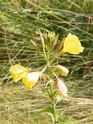 Teunisbloemfamilie / Onagraceae