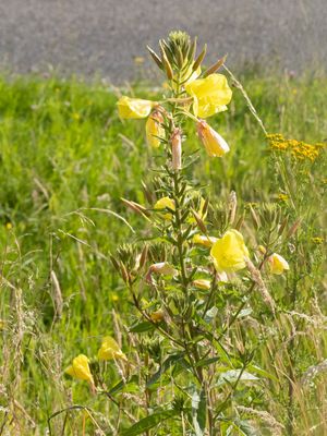 Grote teunisbloem / Large-flowered Evening-primrose / Oenothera glazioviana