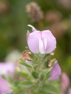 Kattendoorn / Spiny Restharrow / Ononis spinosa