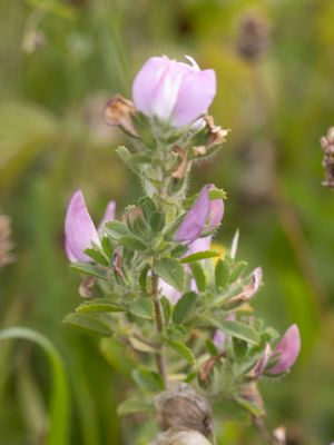Kattendoorn / Spiny Restharrow / Ononis spinosa