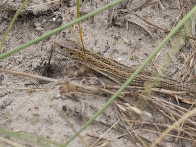 Zandhagedis / Sand Lizard / Lacerta agilis