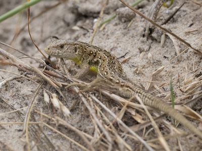 Zandhagedis / Sand Lizard / Lacerta agilis